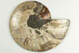 5.4" Cut & Polished Ammonite Fossil (Half) - Madagascar - #200089-1